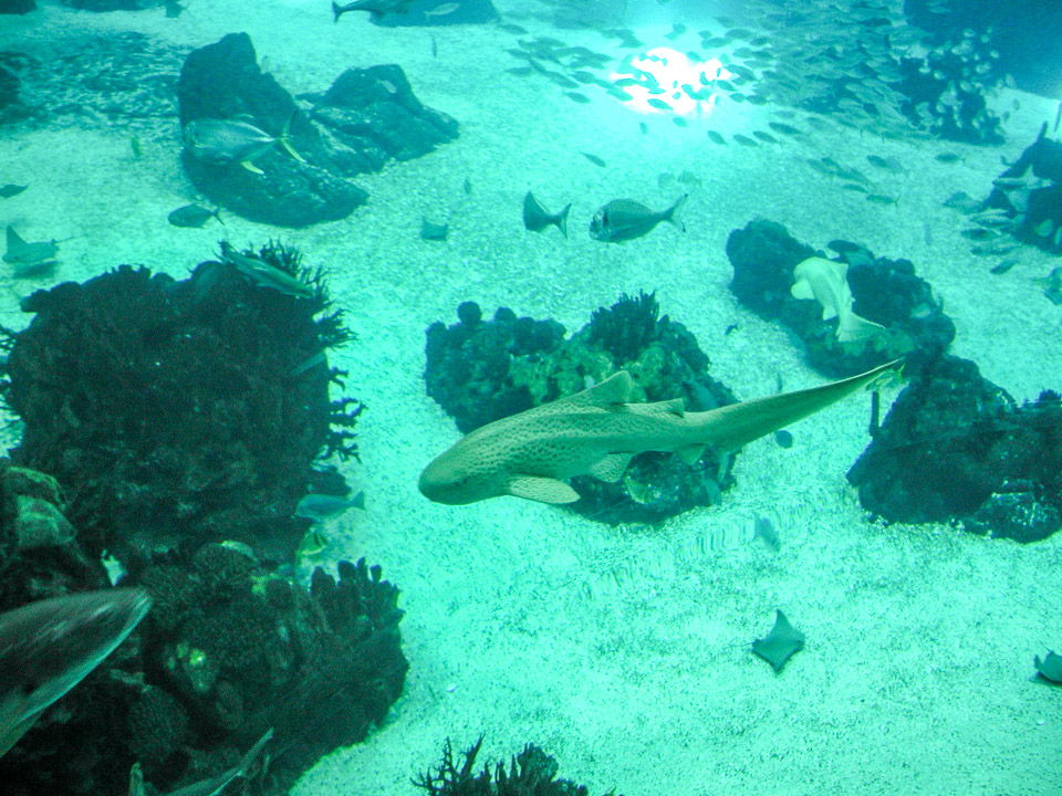 FSC-2002-P9180046.jpg