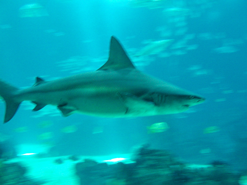 FSC-2002-P9180050.jpg