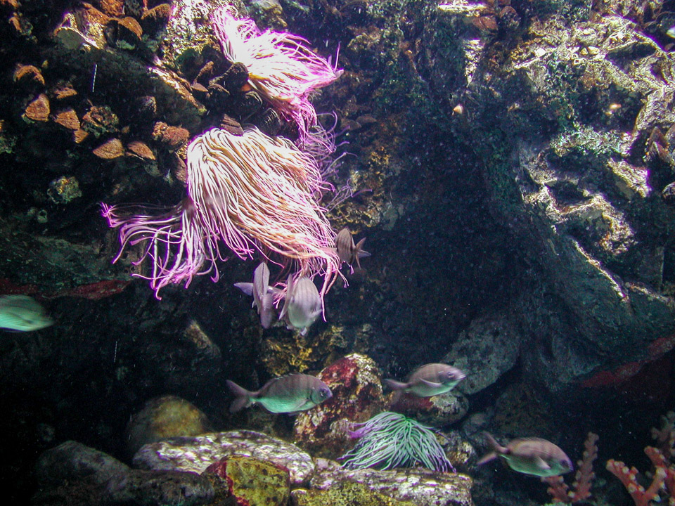 FSC-2002-P9180051.jpg