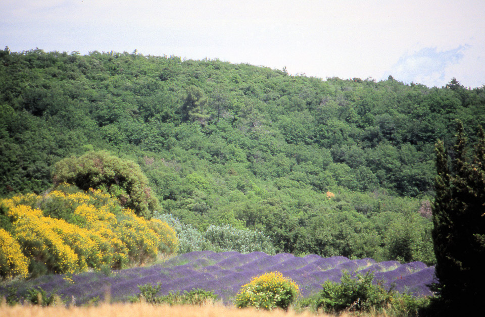 ardeche-199091-141_675449189_o.jpg