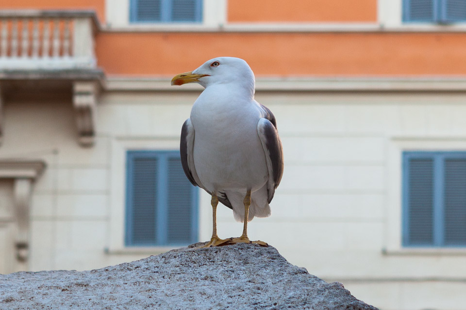 Rome_Amalfi_Coast_IMG_5419.jpg