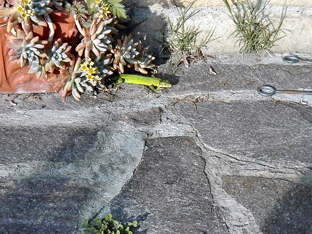 p5100082_305147556_o.jpg