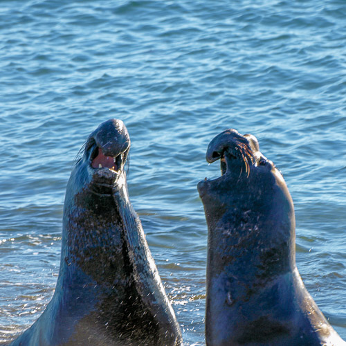 Elephant Seal Breeding Ground Elephant Seal Breeding Ground