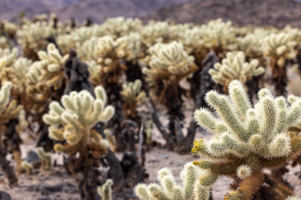 Joshua-Tree---9X5A6364.jpg