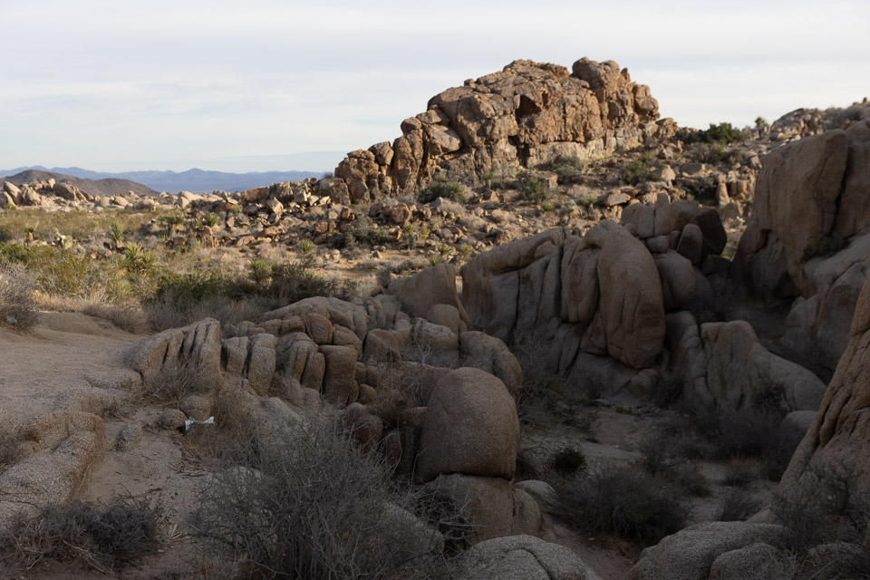 Joshua-Tree---9X5A6422.jpg