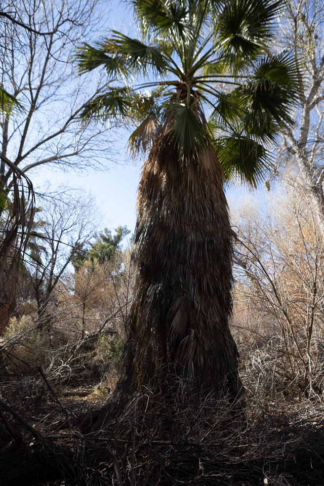 Joshua-Tree---9X5A6537.jpg