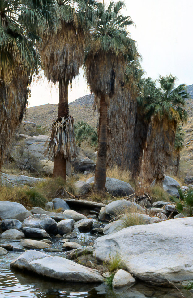 palm-springs--joshua-tree-np-scan-07_452184374_o.jpg