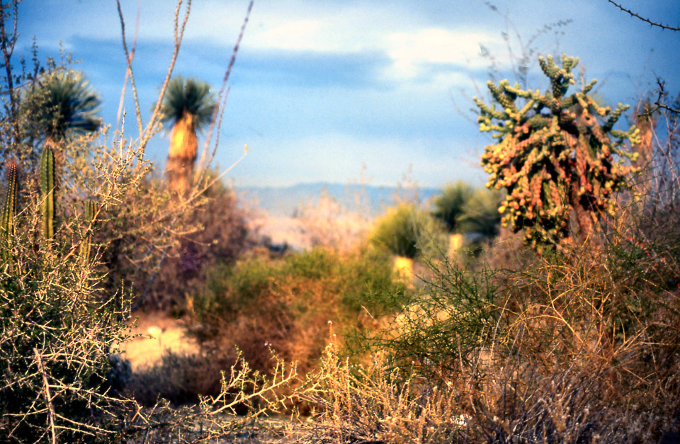 palm-springs--joshua-tree-np-scan-26_452231839_o.jpg