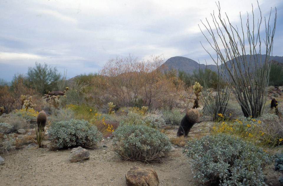 palm-springs--joshua-tree-np-scan-41_452257183_o.jpg