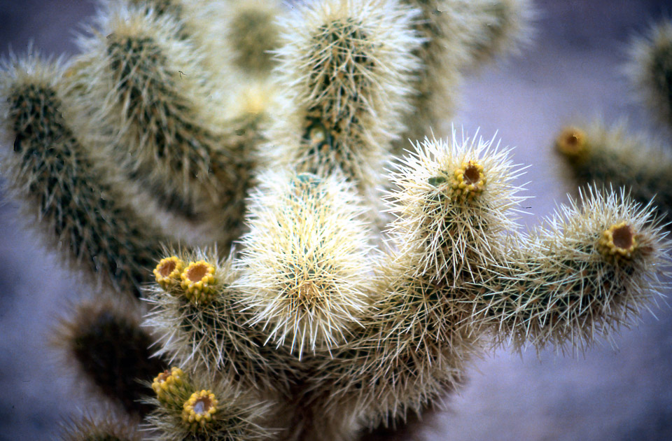 palm-springs--joshua-tree-np-scan-52_452278711_o.jpg