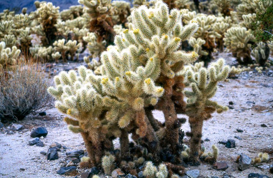 palm-springs--joshua-tree-np-scan-57_452273472_o.jpg