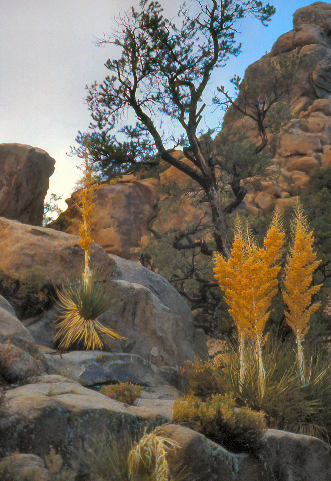 palm-springs--joshua-tree-np-scan-68_452311923_o.jpg