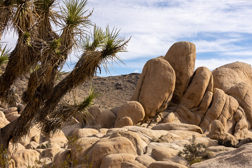 Joshua-Tree---9X5A6348.jpg Joshua-Tree---9X5A6348.jpg