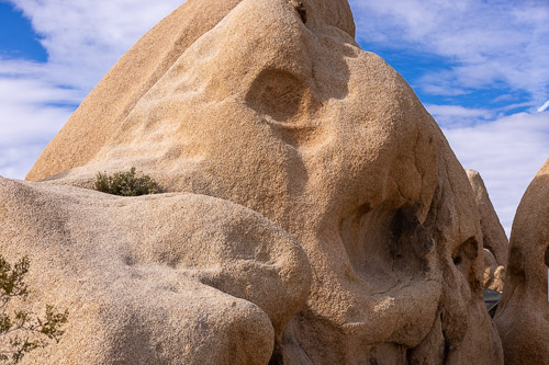 Joshua-Tree---9X5A6350.jpg Joshua-Tree---9X5A6350.jpg