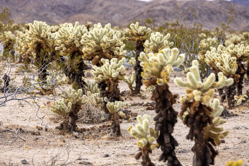 Joshua-Tree---9X5A6360.jpg Joshua-Tree---9X5A6360.jpg