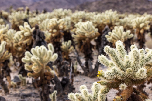 Joshua-Tree---9X5A6364.jpg Joshua-Tree---9X5A6364.jpg