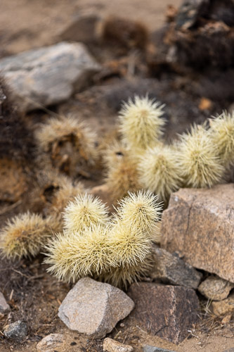 Joshua-Tree---9X5A6365.jpg Joshua-Tree---9X5A6365.jpg