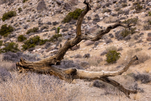 Joshua-Tree---9X5A6366.jpg Joshua-Tree---9X5A6366.jpg