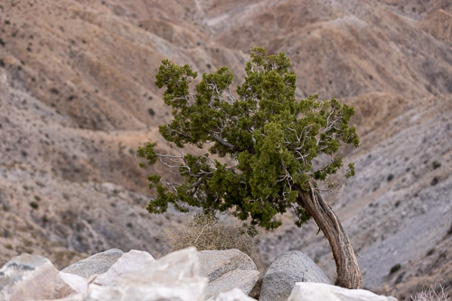 Joshua-Tree---9X5A6371.jpg Joshua-Tree---9X5A6371.jpg