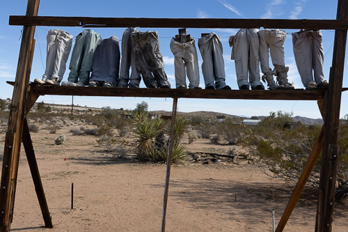 Who Wears the Pants? Joshua-Tree---9X5A6457.jpg