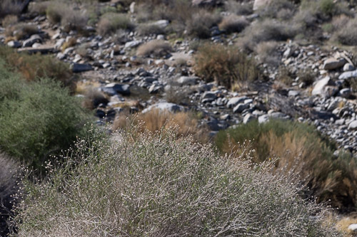 Joshua-Tree---9X5A6500.jpg Joshua-Tree---9X5A6500.jpg