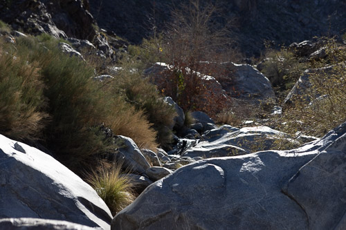 Joshua-Tree---9X5A6506.jpg Joshua-Tree---9X5A6506.jpg