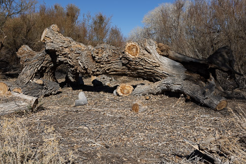 Joshua-Tree---9X5A6532.jpg Joshua-Tree---9X5A6532.jpg