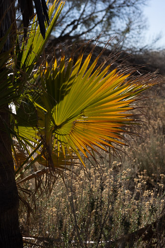 Joshua-Tree---9X5A6534.jpg Joshua-Tree---9X5A6534.jpg