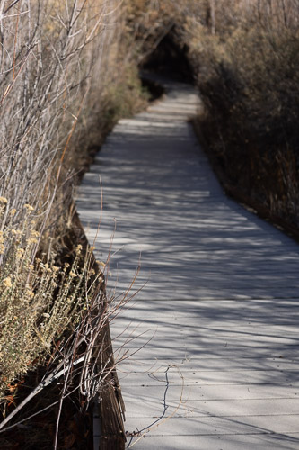 Joshua-Tree---9X5A6535.jpg Joshua-Tree---9X5A6535.jpg