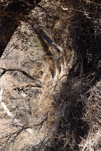 Joshua-Tree---9X5A6536.jpg Joshua-Tree---9X5A6536.jpg