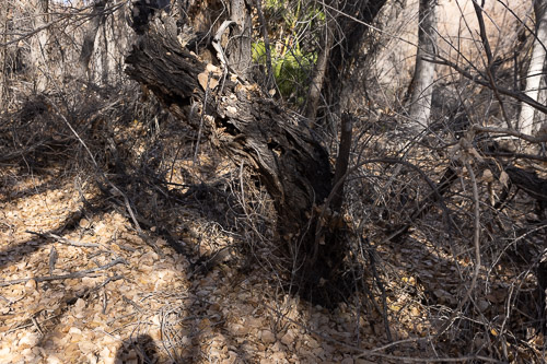 Joshua-Tree---9X5A6538.jpg Joshua-Tree---9X5A6538.jpg