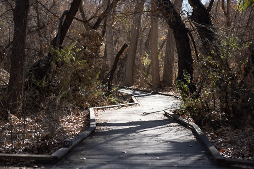 Joshua-Tree---9X5A6539.jpg Joshua-Tree---9X5A6539.jpg