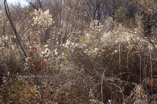 Joshua-Tree---9X5A6540.jpg Joshua-Tree---9X5A6540.jpg