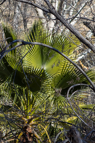 Joshua-Tree---9X5A6541_v1.jpg Joshua-Tree---9X5A6541_v1.jpg