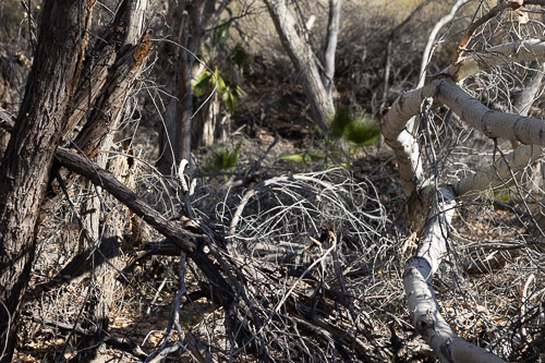 Joshua-Tree---9X5A6542.jpg Joshua-Tree---9X5A6542.jpg