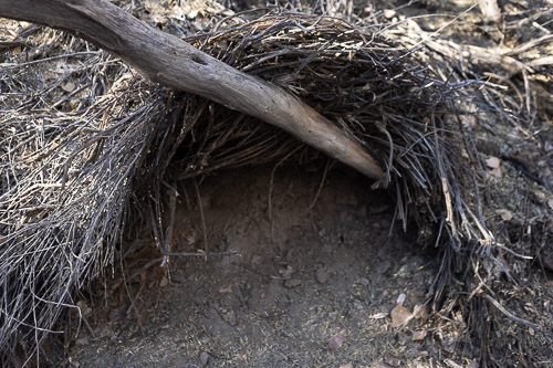 Joshua-Tree---9X5A6543.jpg Joshua-Tree---9X5A6543.jpg