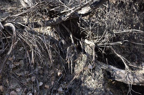 Joshua-Tree---9X5A6544.jpg Joshua-Tree---9X5A6544.jpg