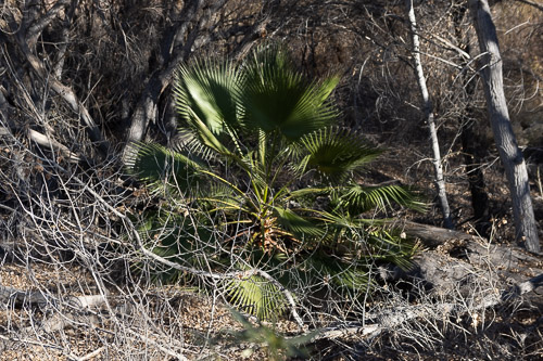 Joshua-Tree---9X5A6547.jpg Joshua-Tree---9X5A6547.jpg