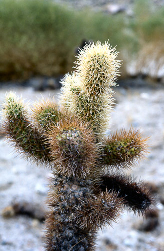 palm-springs--joshua-tree-np-scan-01_452173750_o.jpg palm-springs--joshua-tree-np-scan-01_452173750_o.jpg
