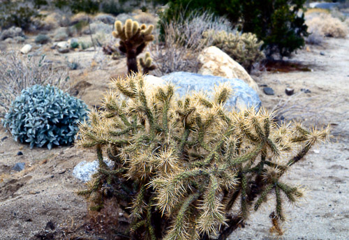 palm-springs--joshua-tree-np-scan-02_452175602_o.jpg palm-springs--joshua-tree-np-scan-02_452175602_o.jpg