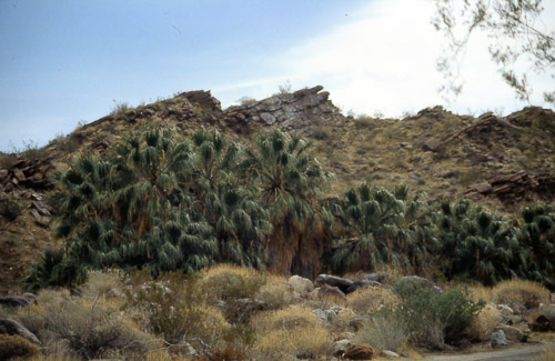 palm-springs--joshua-tree-np-scan-04_452194405_o.jpg palm-springs--joshua-tree-np-scan-04_452194405_o.jpg