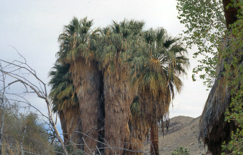 palm-springs--joshua-tree-np-scan-05_452196159_o.jpg palm-springs--joshua-tree-np-scan-05_452196159_o.jpg