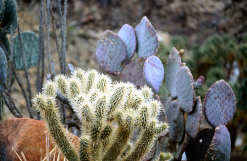 palm-springs--joshua-tree-np-scan-10_452189402_o.jpg palm-springs--joshua-tree-np-scan-10_452189402_o.jpg