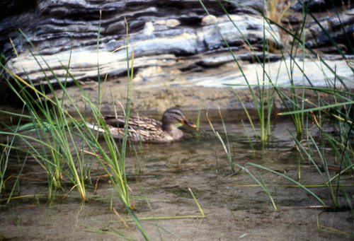 palm-springs--joshua-tree-np-scan-12_452208807_o.jpg palm-springs--joshua-tree-np-scan-12_452208807_o.jpg