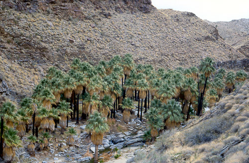 palm-springs--joshua-tree-np-scan-13_452210927_o.jpg palm-springs--joshua-tree-np-scan-13_452210927_o.jpg