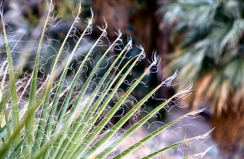 palm-springs--joshua-tree-np-scan-14_452197280_o.jpg palm-springs--joshua-tree-np-scan-14_452197280_o.jpg