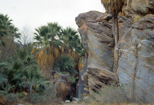 palm-springs--joshua-tree-np-scan-15_452199162_o.jpg palm-springs--joshua-tree-np-scan-15_452199162_o.jpg