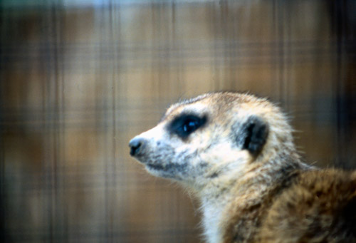 palm-springs--joshua-tree-np-scan-19_452206106_o.jpg palm-springs--joshua-tree-np-scan-19_452206106_o.jpg