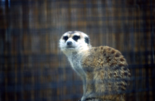 palm-springs--joshua-tree-np-scan-20_452207318_o.jpg palm-springs--joshua-tree-np-scan-20_452207318_o.jpg