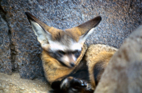 palm-springs--joshua-tree-np-scan-21_452209042_o.jpg palm-springs--joshua-tree-np-scan-21_452209042_o.jpg